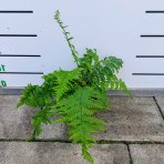 Stálozelená papraď samčia (Dryopteris Filix mas) - výška 15-25 cm ⌀ 25 cm, kont. C2L